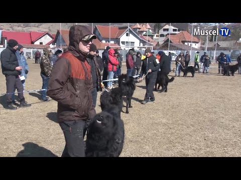 Jurnal MUSCEL TV  14.03.2022 Expoziție de câini la Rucăr