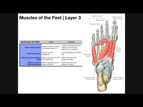 Intrinsic Muscles of the Feet [Part 2] | Layers 3 & 4