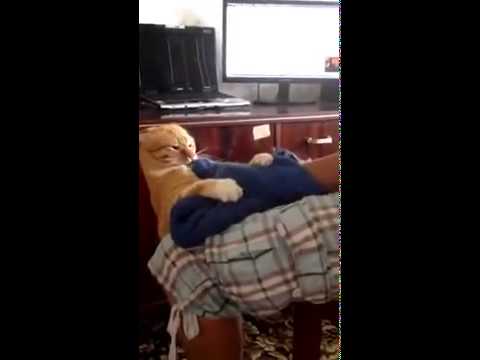 Cat Who Doesn't like to Be Pet with Oven Mitts Actives Berserk Mode