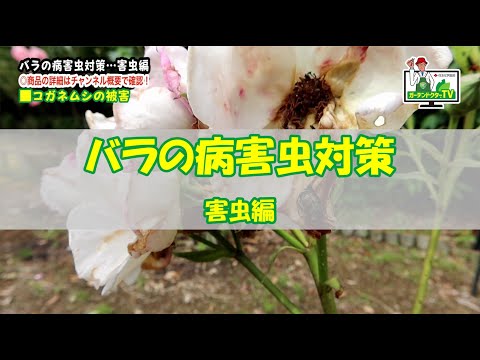 灰色のキャベツのアブラムシは有害ですか?すぐに駆除できますか?  庭園