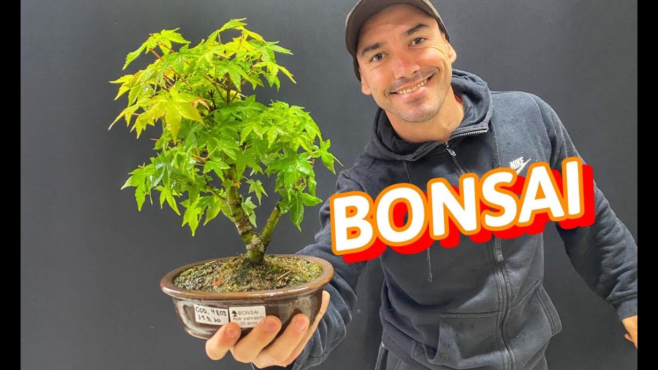 COMO COMEÇAR A FAZER BONSAI | DICAS IMPORTANTES | BONSAI DE VIBURNUM