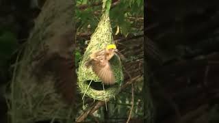 #cutevideo #weaverbird #bird Best Video 2021 | Weaver Bird #shorts