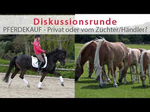 Diskussionsrunde: Pferdekauf - Privat oder vom Züchter/Händler?