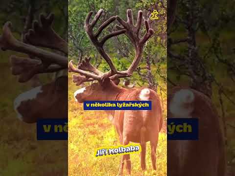 Švédsko: Příroda, která bere dech! 🇸🇪