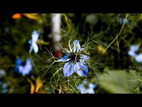 Oznacza zarostu na zawsze Maska do włosów w domu z oleju rycynowego i łopianu