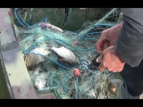 Braconieri «pescuiti» de jandarmii braileni