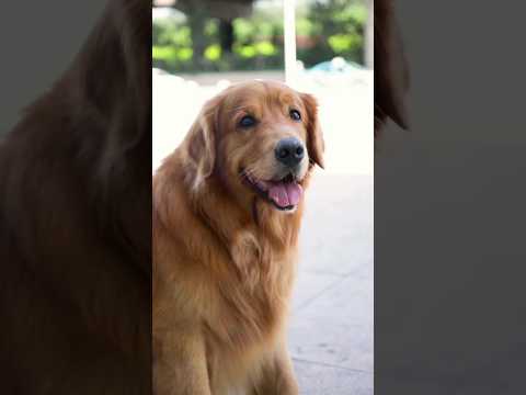 कुत्ते का इंतजार देखकर आप भी रो पड़ोगे...😱 #shorts #anmals #dog