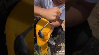 Download lagu Giant Mango Fruit TikTok: sodapop2k1 mp3