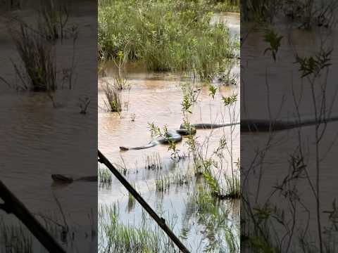 Sucuri-Verde (Eunectes Murinus) entre os municípios de Navirai e Juti no Mato Grosso do Sul #sucuri