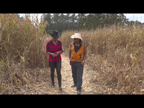 Watch YouTube video titled Rockin' Dopsie Jr. take on Zydeco Music