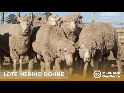 Lote de carneros Merino Dohne