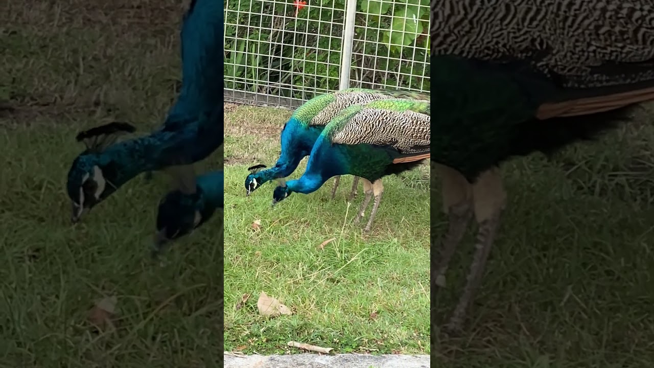 YouTube Short thumbnail