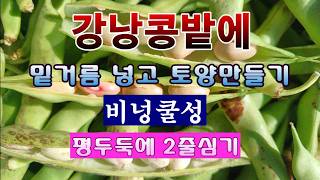 [텃밭농부 2,155]  강낭콩밭에 밑거름 넣고 토양만드는 방법! #강낭콩재배