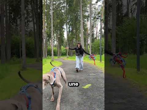 Ce petit chien s'est perdu dans la forêt 😱🥺