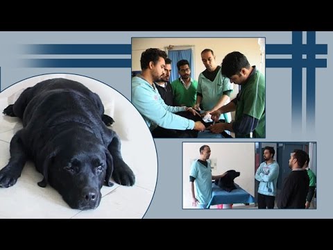 Spl. Report on How the eyes of Dogs are Operated on Ajit Web Tv.