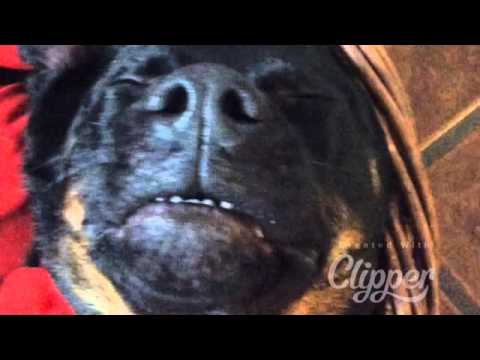 Müde Soraya - Hund schläft unter Weihnachtsmütze