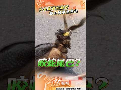 大冠鷲遭蛇纏脖命懸一線　民眾見義勇為「解開死結」｜TVBS新聞網@tvbsnews24live