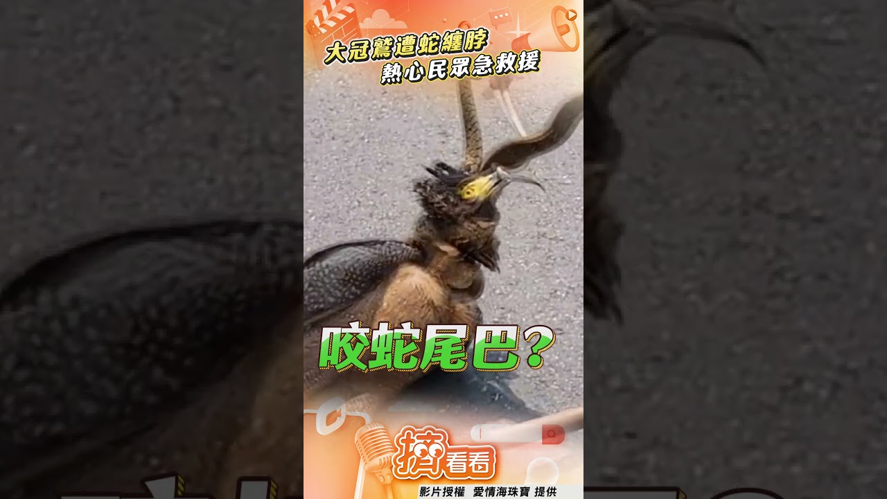 影音/大冠鷲遭蛇纏脖命懸一線 民眾見義勇為「解開死結」