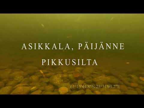 Sukellusta Asikkalassa pikkusillalla.