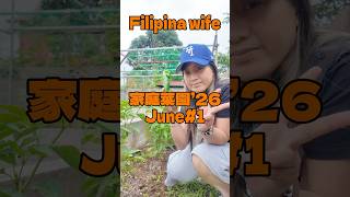 フィリピン妻が育てた巨大唐辛子!【フィリピン妻の家庭菜園】
