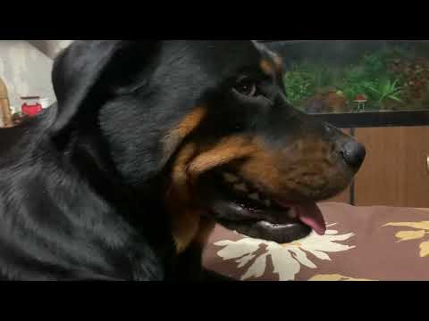 Rottweiler watching movie 🎥 - coco the rottweiler - bong bikers life with pets