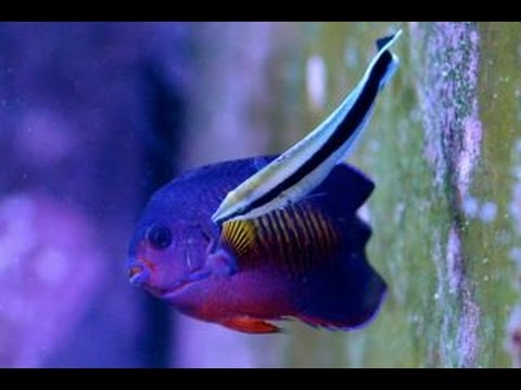 YouTube video about: Will cleaner wrasse eat ich?