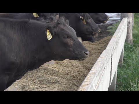 How Full-Blood Wagyu Is Cultivated At Mayura Station...