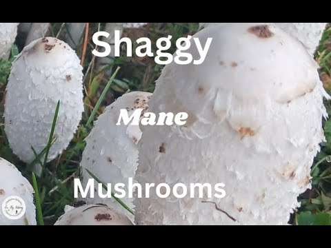 Freezing and Preparing Shaggy Mane Mushrooms 🍄