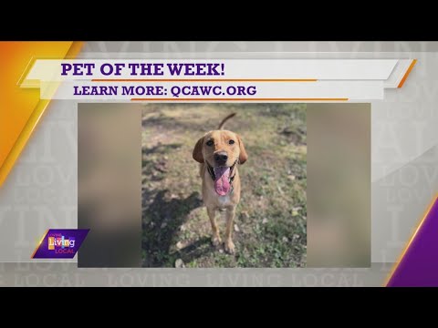 Pet of the Week | Hank - YouTube