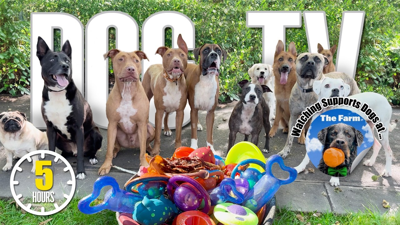 Entertaining Doggy Daycare TV - Ultimate Dog Video for Dogs To Watch - Dog Sounds Barking Squeak Toy