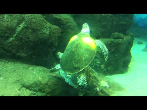 会計学科 ユーチューブyoutube.comが名古屋港水族館になった！感動のイルカや魚たち！税理士木村勝則の独り言！経営革新等支援機関近畿財務経済産業局認定木村勝則税理士事務所滋賀県高島市安曇川町
