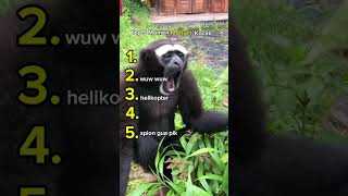 Download lagu Top 5 Momen Monyet Kocak😱 #lucu #ngakak #monyet  #hiburan #humoris #indonesia #memeindonesia #meme mp3