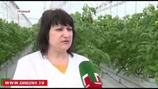 Тепличный комплекс «Родина» готовится к расширению производства