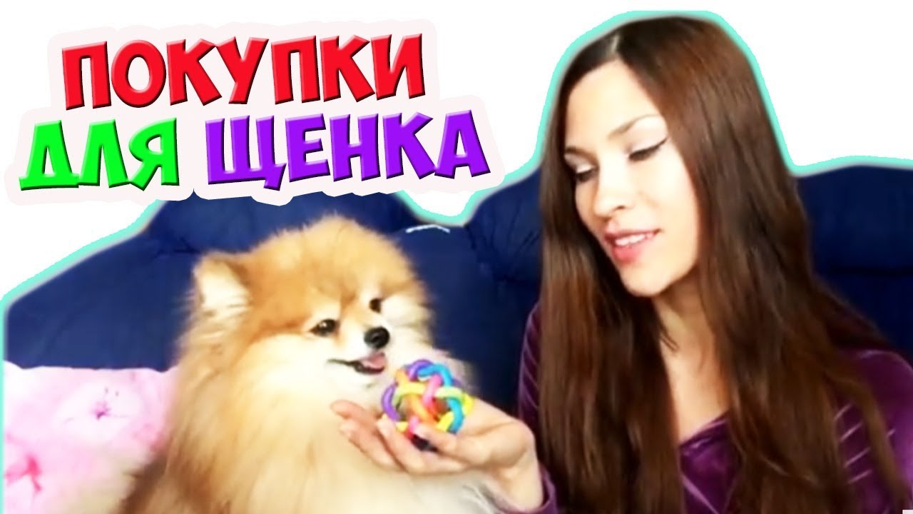 Какие Игрушки Купить Шпицу