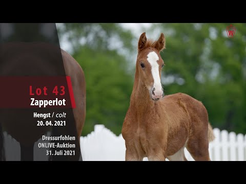 Onlive-Auktion Dressurfohlen Lot 43 Zapperlot Hengst v. Zoom - Fleury
