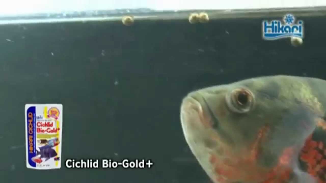 Hikari: Cichlid Bio Gold+ | Big Al's