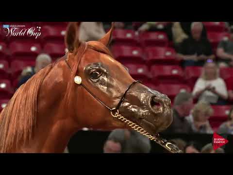 N.263 ROYAL MATEO - LAS VEGAS 2019 - Arabian World Cup Junior ColtsGeldings ATH (Class 104).mp4