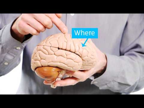 Your Amazing Brain - Dementia Explained - Alzheimer's Research UK