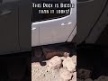 Bison Vs Rock! Who will Win?