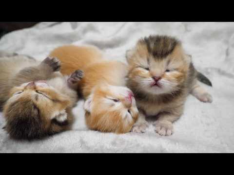 갓 태어난 보송보송 귀여운 냥이들