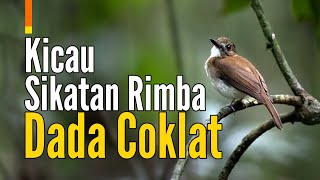 Download lagu Suara Pancingan Sikatan Rimba Dada Coklat [SRDC] Kicau Gacor mp3