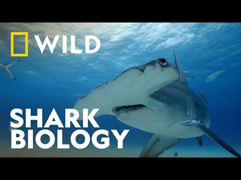 The Amazing Biology of Sharks | Sharkfest | National Geographic WILD UK