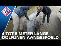 Twee dolfijnen aangespoeld op strand Monster en overleden - OMROEP WEST
