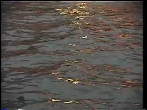 Xin Seha (신세하) "차이 Wary (feat. Qim Isle)" Visualizer