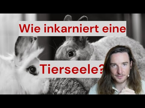Robin Kaiser - Reinkarnation/Tierseele