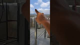 หากไฟไหม้แผงโซล่าเซลส์ดับเพลิงทำงานได้สบายวัดไฟแผงละ1V เมื่อใส่optimizer ปลอดภัยยังไงไปดูกัน