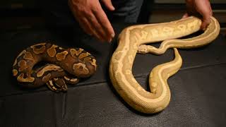 GHI YELLOW BELLY X SUPER PASTEL LESSER LEOPARD