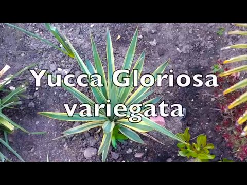 download lagu mp3 mp4 Hardy Yucca Uk, download lagu Hardy Yucca Uk gratis, unduh video klip Hardy Yucca Uk
