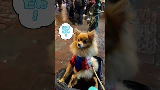 愛犬と行くストラスブールのクリスマスマーケット🎄#愛犬 #ポメラニアン #クリスマスマーケット #strasbourg #犬と旅行#christmas #christmasmarkets