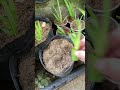Try Growing Aloe Vera In This Way Aloe Vera Will Grow Fast Shorts